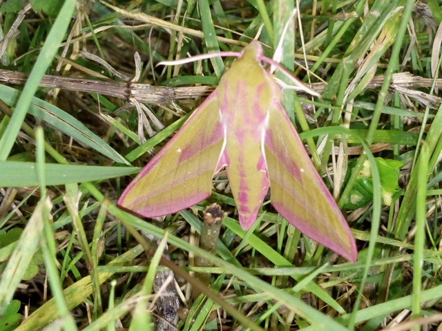 Deilephila elpenor - szőlőszender