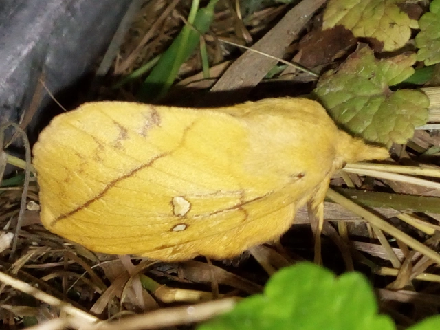 Euthrix potatoria - szomjas pohók