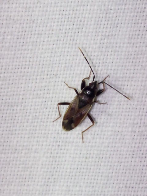 Eremocoris