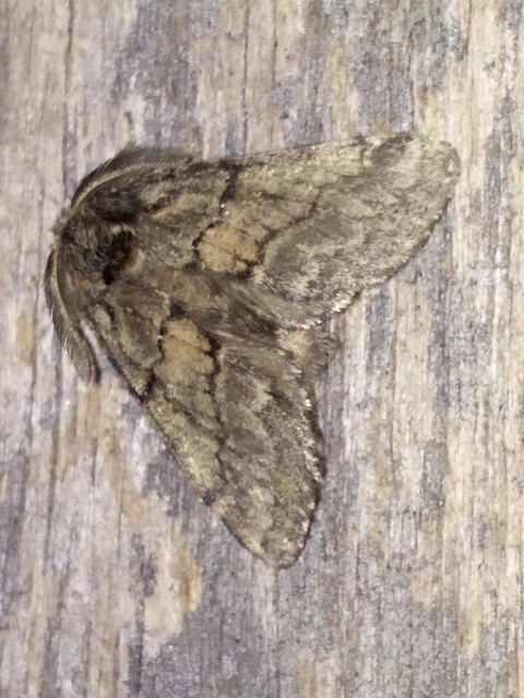 Gluphisia crenata - kormos púposszövő