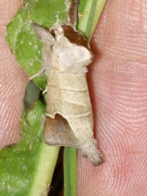 rövidszárnyú levélszövő - Clostera curtula