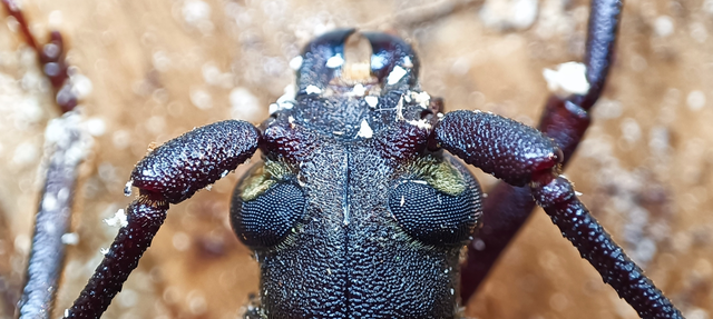 Aegosoma scabricorne - diófacincér