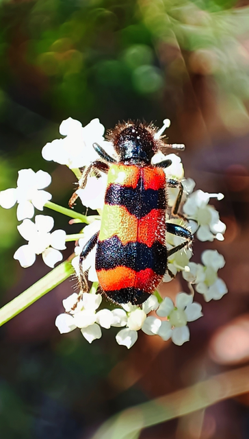 Trichodes apiarius - szalagos méhészbogár