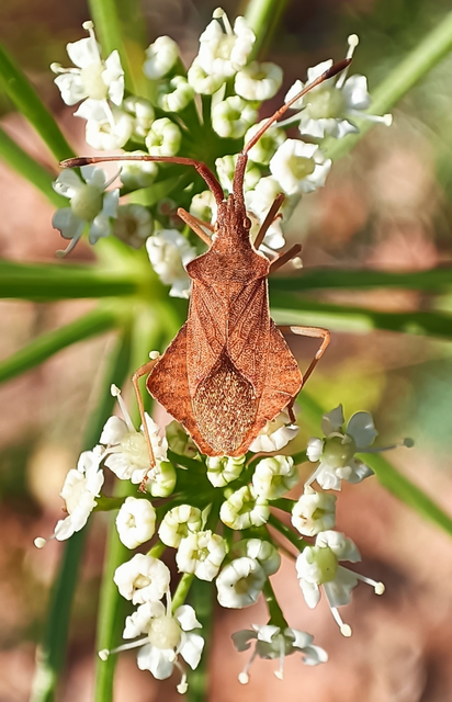 Syromastus rhombeus - vitorlás karimáspoloska