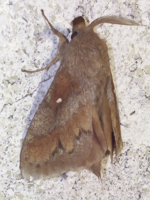 Dendrolimus pini - fenyőpohók