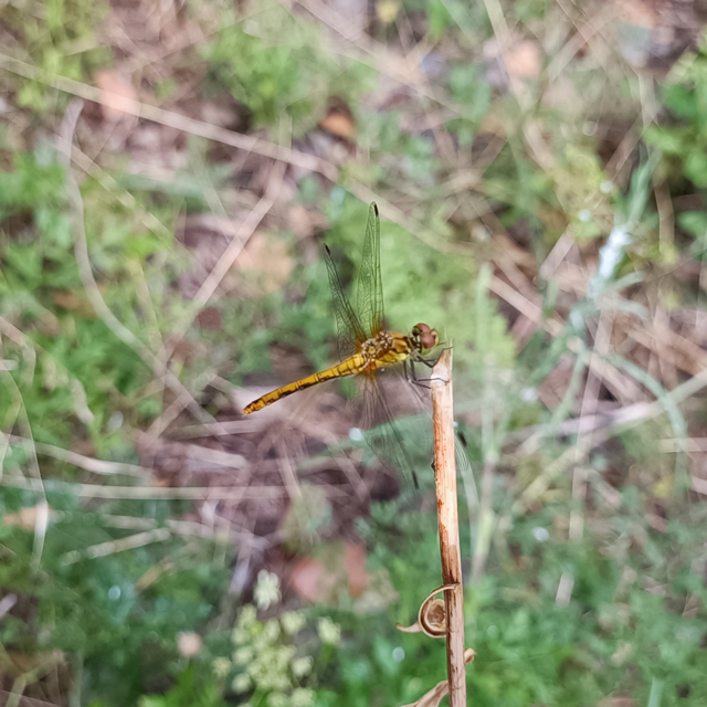 Sympetrum sanguineum - vörös katona-szitakötő