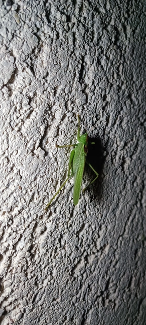 Tettigonia viridissima - zöld lombszöcske