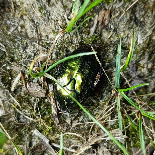 Protaetia cuprea obscura - olajzöld virágbogár