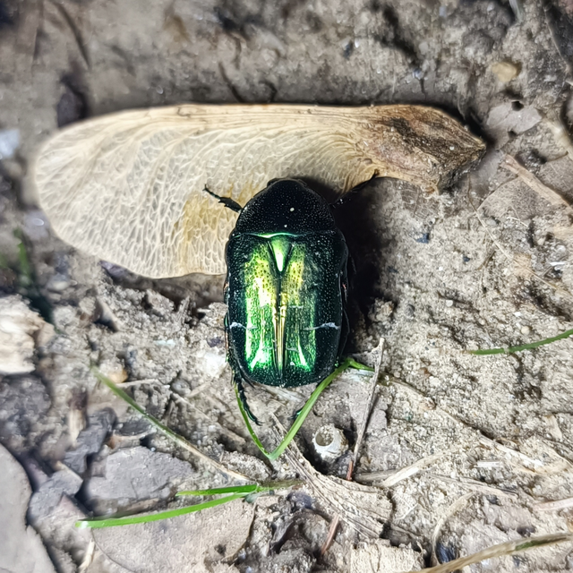 Cetonia aurata - aranyos virágbogár
