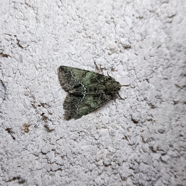 Polyphaenis sericata - selyemfényű erdeibagoly
