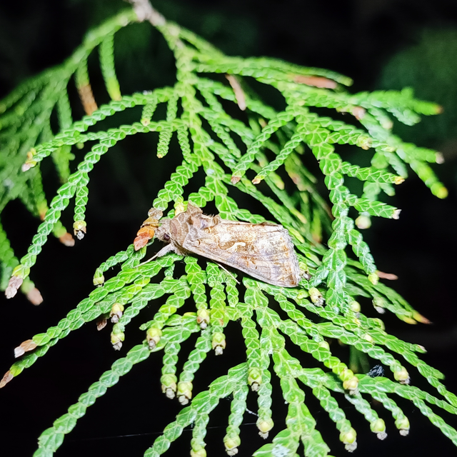 Autographa gamma - gammalepke
