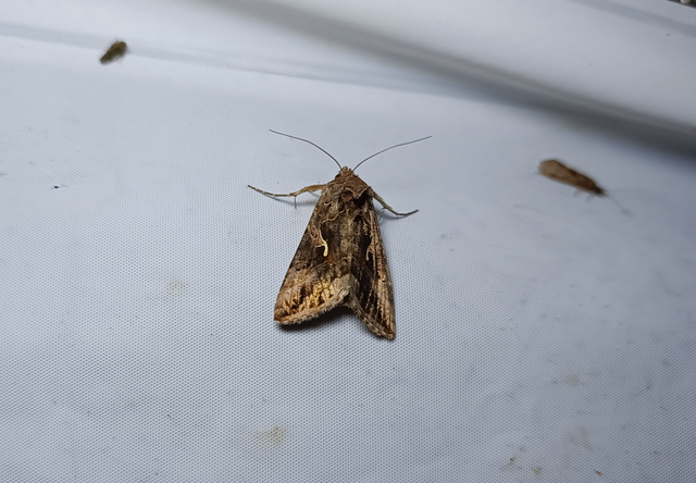 Autographa gamma - gammalepke
