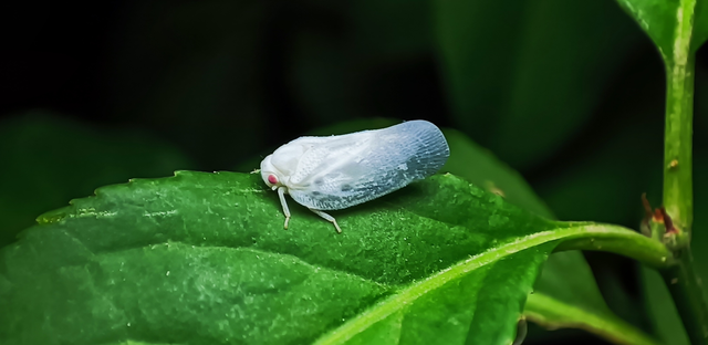Metcalfa pruinosa - amerikai lepkekabóca