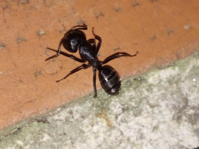 Camponotus vagus - fekete lóhangya