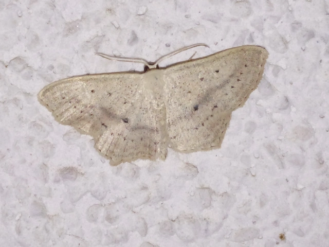 alföldi sávosaraszoló - Scopula flaccidaria