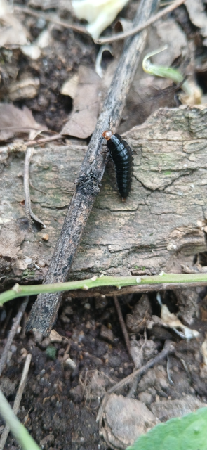 Dendroxena quadrimaculata - négypettyes dögbogár