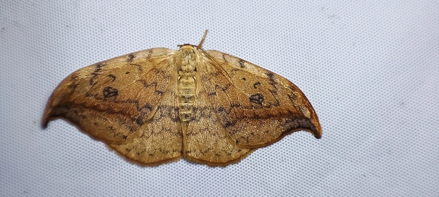 Drepana falcataria - nyárfa-sarlósszövő