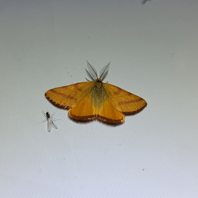 Lythria purpuraria - bíborsávos araszoló