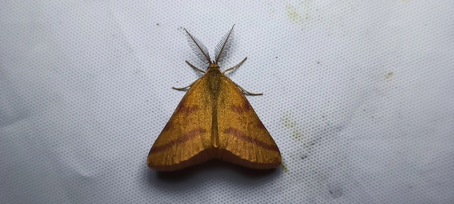 Lythria purpuraria - bíborsávos araszoló