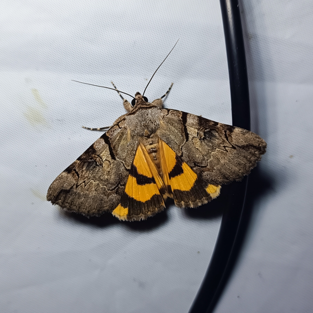 Catocala hymenaea - kökény-övesbagoly
