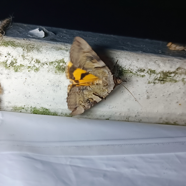 Catocala hymenaea - kökény-övesbagoly