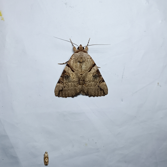 Catocala hymenaea - kökény-övesbagoly