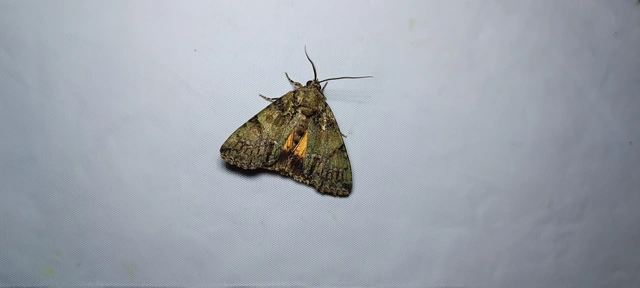 Polyphaenis sericata - selyemfényű erdeibagoly