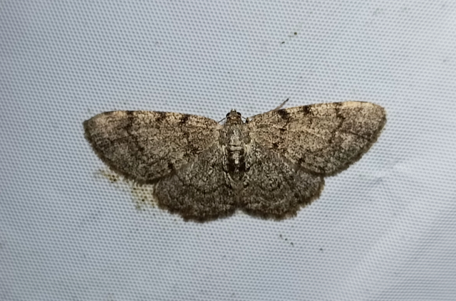 Aethalura punctulata - szürke égeraraszoló