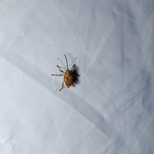 Curculio glandium - tölgymakkzsuzsóka