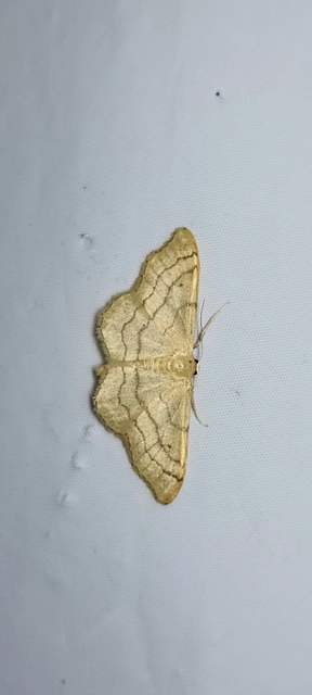 Idaea aversata - nagy sávosaraszoló