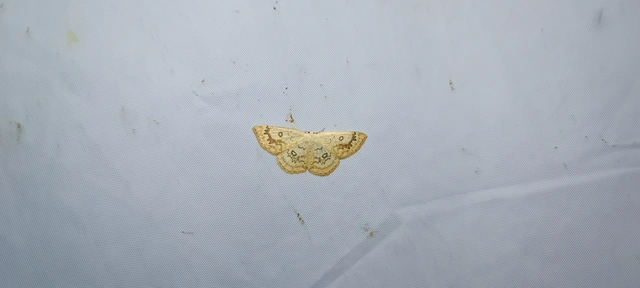 Cyclophora annularia - gyűrűs pettyesaraszoló