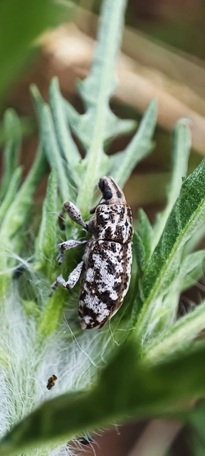 Cyphocleonus dealbatus - márványos barkó