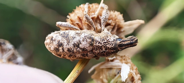 Cyphocleonus dealbatus - márványos barkó