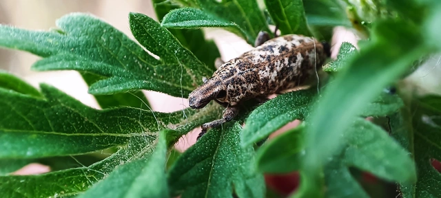Cyphocleonus dealbatus - márványos barkó