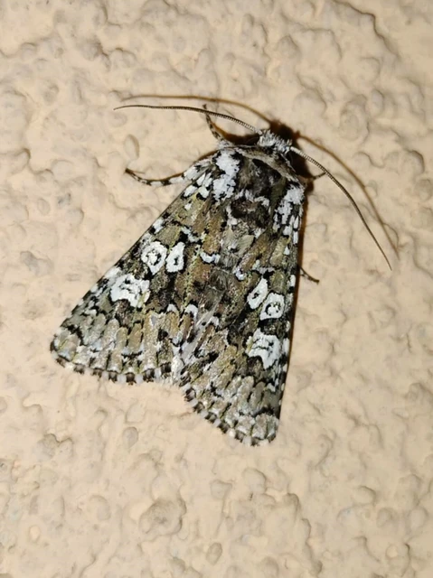 Lamprosticta culta - hármasfoltú bagoly