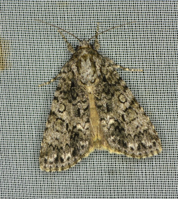 Acronicta rumicis - sóska-szigonyosbagoly