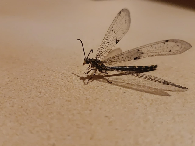 Distoleon tetragrammicus - négyfoltos hangyaleső
