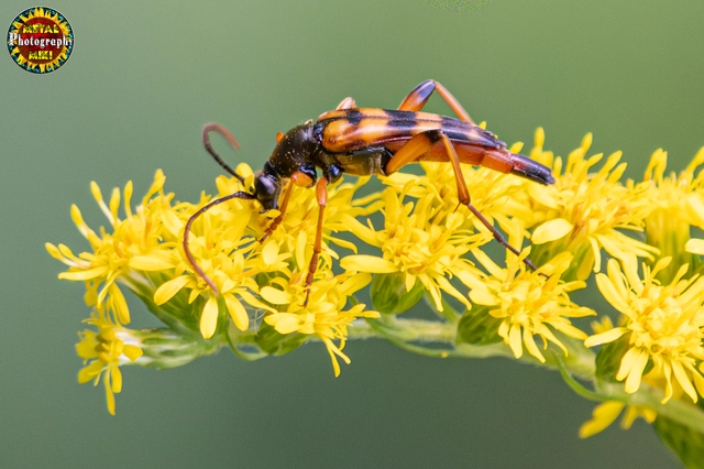Strangalia attenuata - nyurgacincér