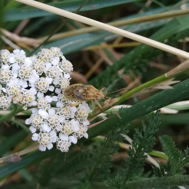 Rhopalidae - üvegpoloskák