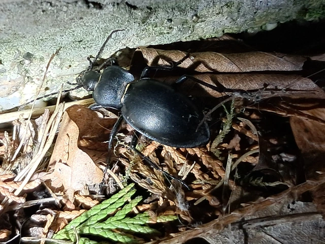 Carabus glabratus - domború futrinka