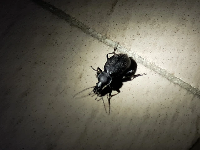 Carabus coriaceus - bőrfutrinka