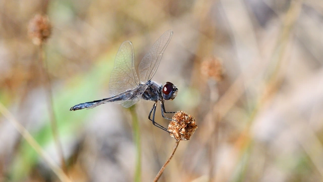 Selysiothemis nigra - vándor árnyszitakötő