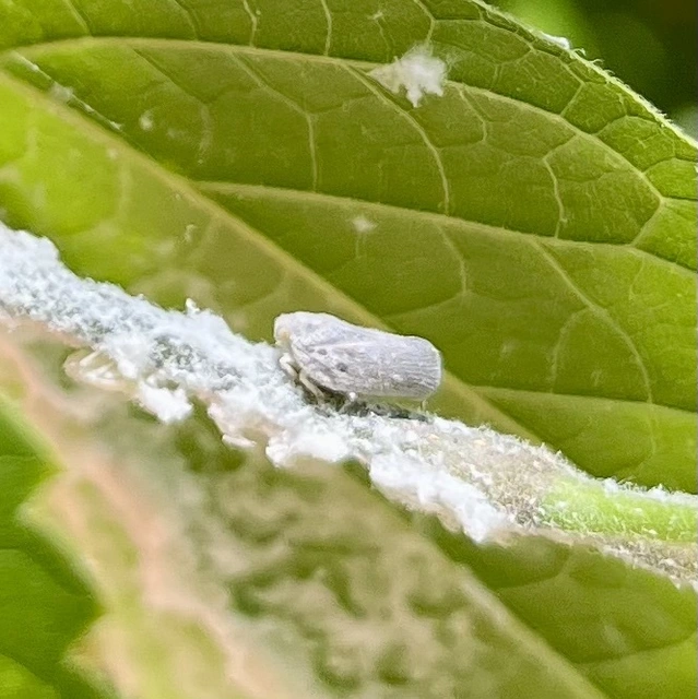 Metcalfa pruinosa - amerikai lepkekabóca