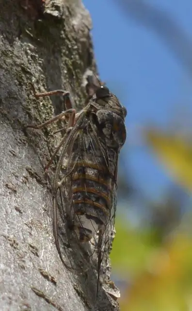 Cicada orni - mannakabóca