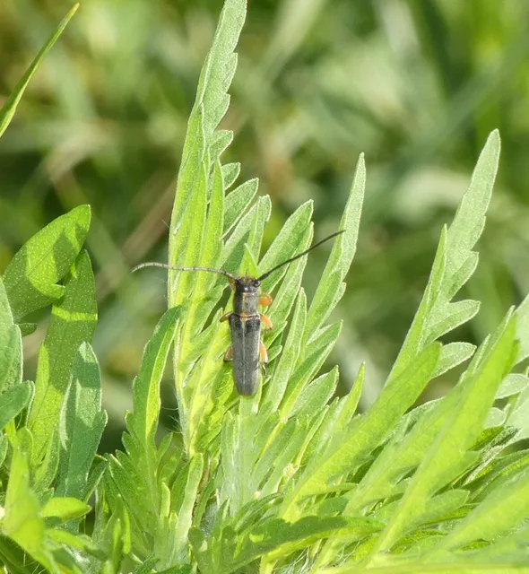 Phytoecia icterica - murokcincér Phytoecia icterica - murokcincér