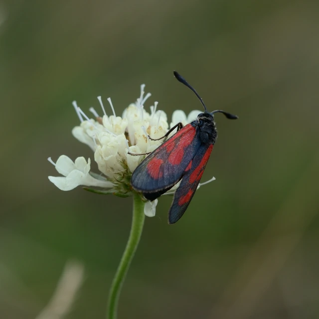 Zygaena loti - közönséges csüngőlepke