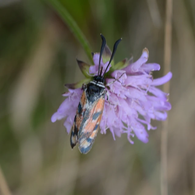 Zygaena carniolica - fehérgyűrűs csüngőlepke