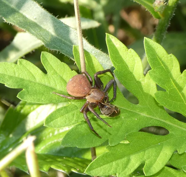 Bassaniodes robustus - vaskos karolópók