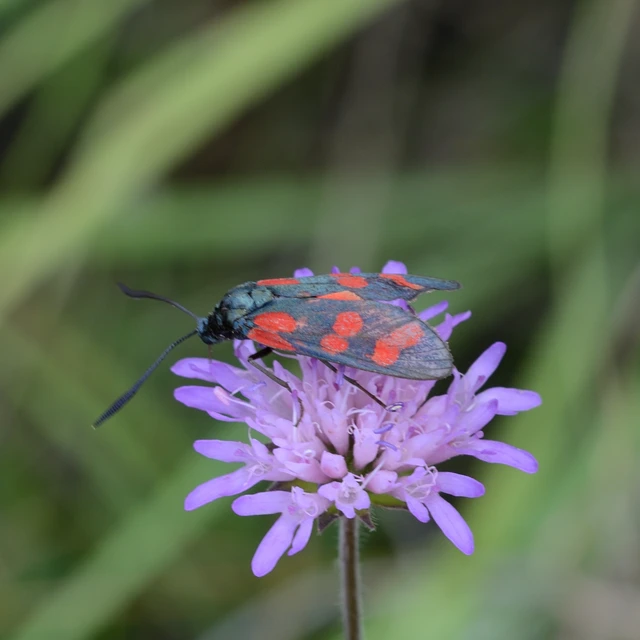Zygaena filipendulae - acélszínű csüngőlepke