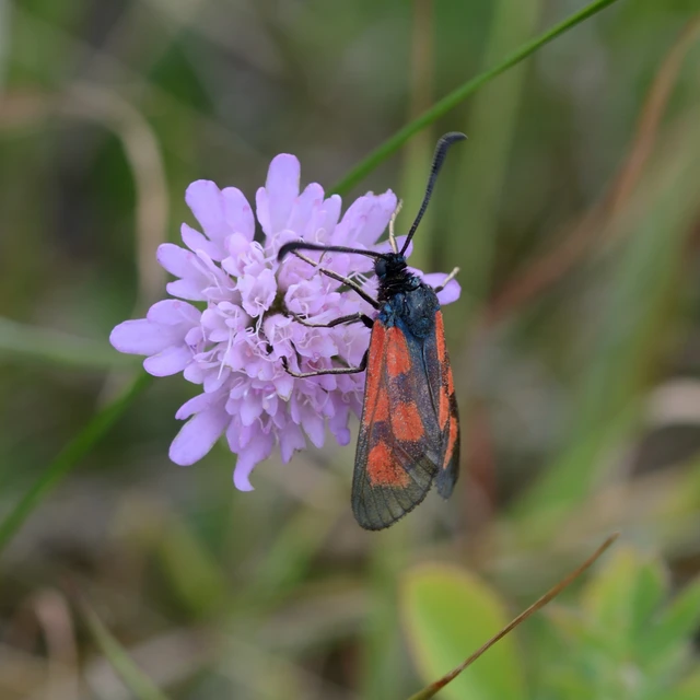 Zygaena loti - közönséges csüngőlepke